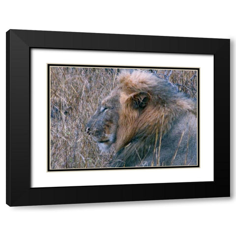 Resting Lion II Black Modern Wood Framed Art Print with Double Matting by Underdahl, Dana