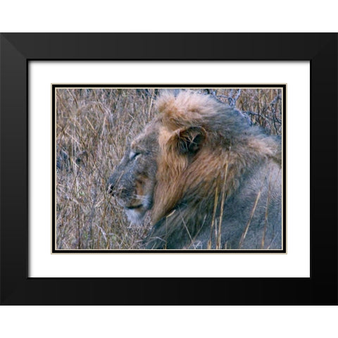 Resting Lion II Black Modern Wood Framed Art Print with Double Matting by Underdahl, Dana
