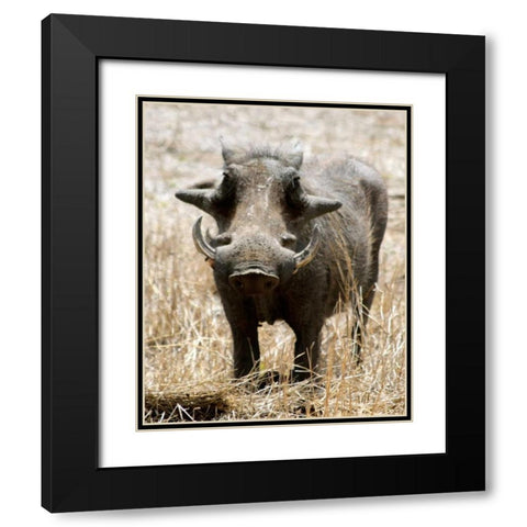 Warthog Black Modern Wood Framed Art Print with Double Matting by Underdahl, Dana