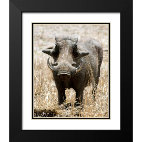 Warthog Black Modern Wood Framed Art Print with Double Matting by Underdahl, Dana