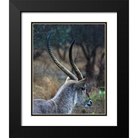 Waterbuck II Black Modern Wood Framed Art Print with Double Matting by Underdahl, Dana