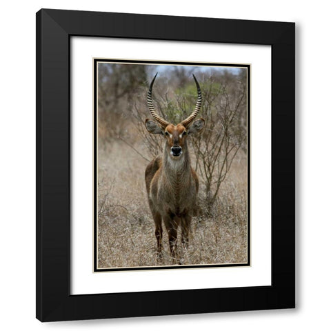 Safari Waterbuck II Black Modern Wood Framed Art Print with Double Matting by Underdahl, Dana