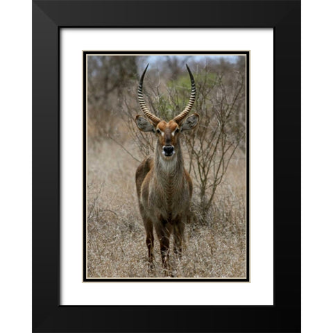 Safari Waterbuck II Black Modern Wood Framed Art Print with Double Matting by Underdahl, Dana