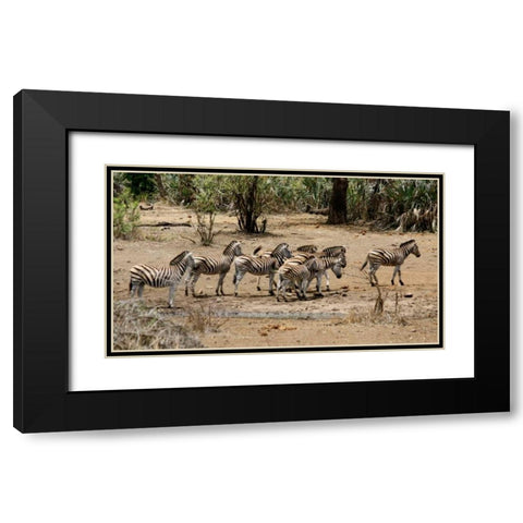 Safari Zebras Group I Black Modern Wood Framed Art Print with Double Matting by Underdahl, Dana
