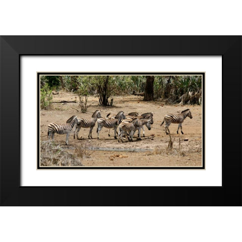 Safari Zebras Group I Black Modern Wood Framed Art Print with Double Matting by Underdahl, Dana