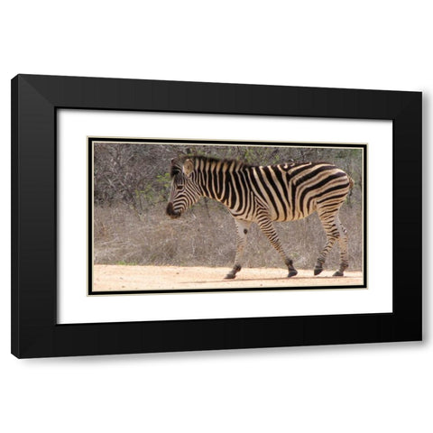 Safari Zebra II Black Modern Wood Framed Art Print with Double Matting by Underdahl, Dana