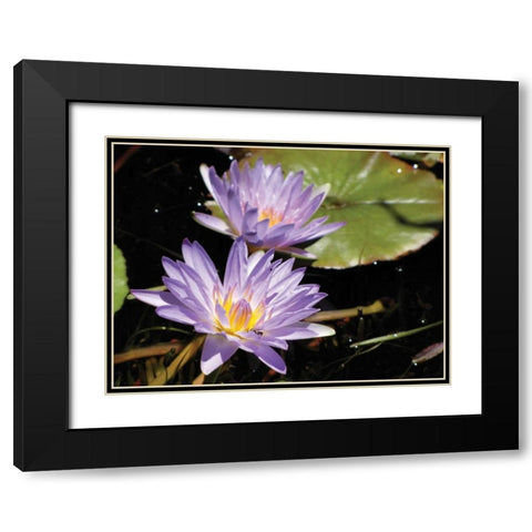 Violet Water Lily I Black Modern Wood Framed Art Print with Double Matting by Underdahl, Dana