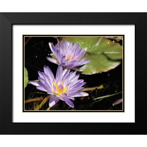 Violet Water Lily I Black Modern Wood Framed Art Print with Double Matting by Underdahl, Dana