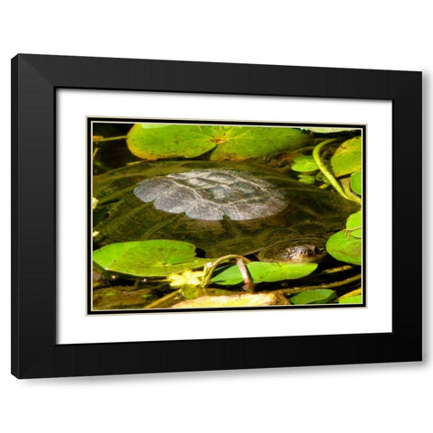Water Lily Turtle Black Modern Wood Framed Art Print with Double Matting by Underdahl, Dana