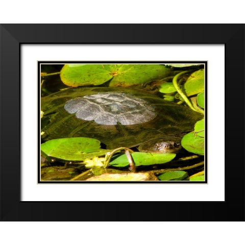 Water Lily Turtle Black Modern Wood Framed Art Print with Double Matting by Underdahl, Dana