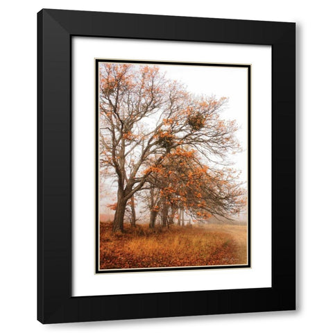 Autumn Lane Black Modern Wood Framed Art Print with Double Matting by Geyman, Vitaly