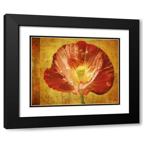 Sun Poppy II Black Modern Wood Framed Art Print with Double Matting by Geyman, Vitaly