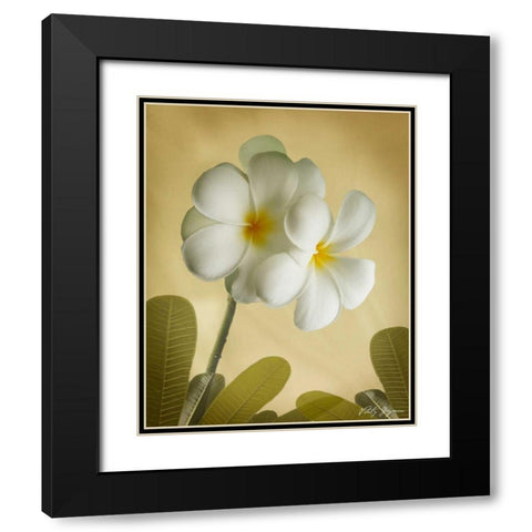 Oriental Plumeria I Black Modern Wood Framed Art Print with Double Matting by Geyman, Vitaly