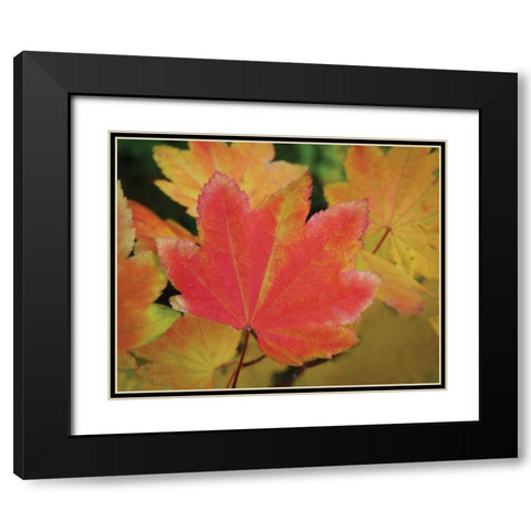 Maple Leaves Perfection II Black Modern Wood Framed Art Print with Double Matting by Geyman, Vitaly
