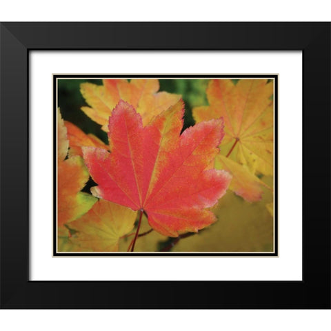 Maple Leaves Perfection II Black Modern Wood Framed Art Print with Double Matting by Geyman, Vitaly
