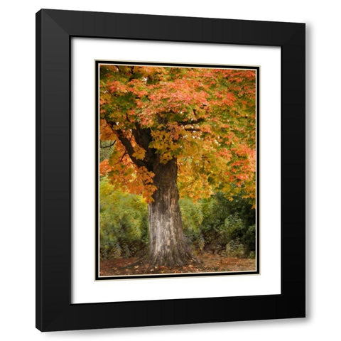 Fall Maple Fever I Black Modern Wood Framed Art Print with Double Matting by Geyman, Vitaly