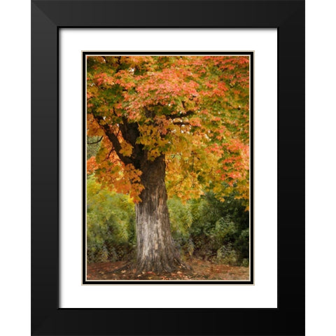 Fall Maple Fever I Black Modern Wood Framed Art Print with Double Matting by Geyman, Vitaly