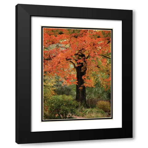 Fall Maple Fever III Black Modern Wood Framed Art Print with Double Matting by Geyman, Vitaly