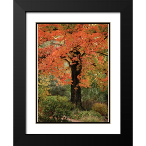 Fall Maple Fever III Black Modern Wood Framed Art Print with Double Matting by Geyman, Vitaly