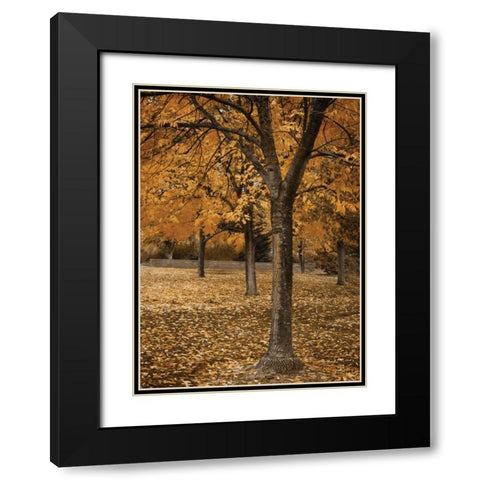 Fall Tree Grove I Black Modern Wood Framed Art Print with Double Matting by Geyman, Vitaly