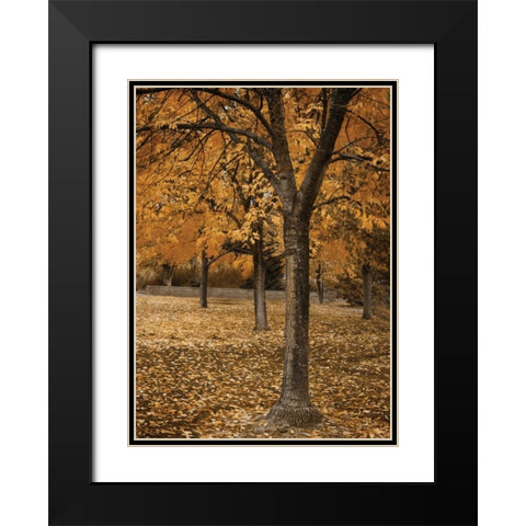 Fall Tree Grove I Black Modern Wood Framed Art Print with Double Matting by Geyman, Vitaly