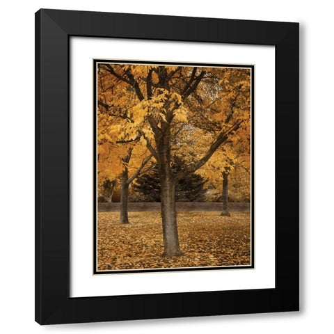 Fall Tree Grove II Black Modern Wood Framed Art Print with Double Matting by Geyman, Vitaly