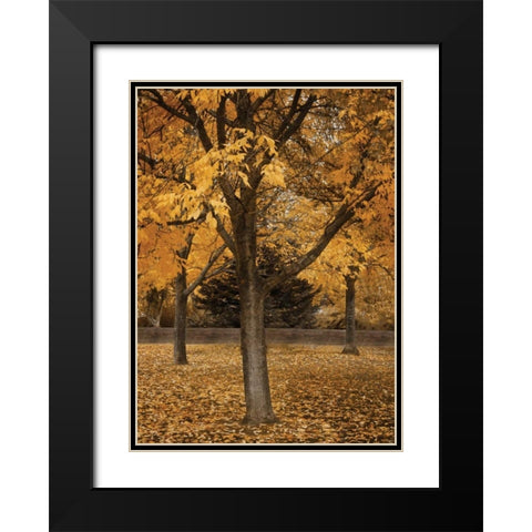 Fall Tree Grove II Black Modern Wood Framed Art Print with Double Matting by Geyman, Vitaly