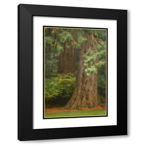 Ancient Forest I Black Modern Wood Framed Art Print with Double Matting by Geyman, Vitaly