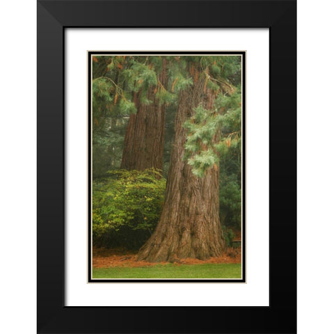 Ancient Forest I Black Modern Wood Framed Art Print with Double Matting by Geyman, Vitaly