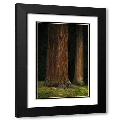 Ancient Forest II Black Modern Wood Framed Art Print with Double Matting by Geyman, Vitaly