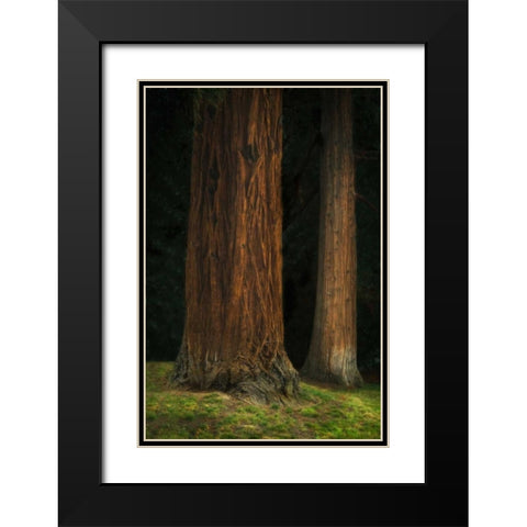 Ancient Forest II Black Modern Wood Framed Art Print with Double Matting by Geyman, Vitaly