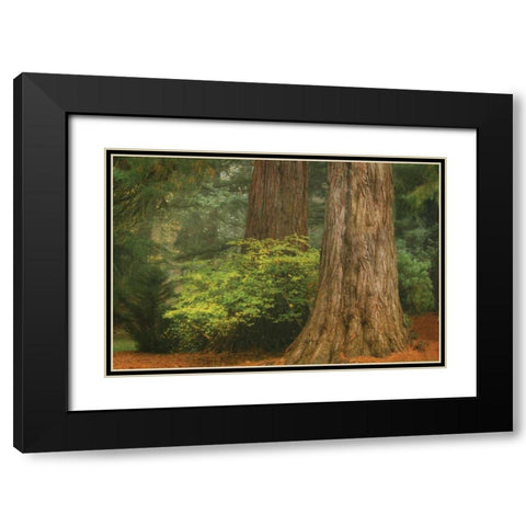 Ancient Forest III Black Modern Wood Framed Art Print with Double Matting by Geyman, Vitaly