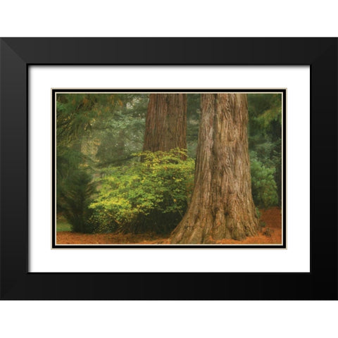 Ancient Forest III Black Modern Wood Framed Art Print with Double Matting by Geyman, Vitaly