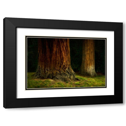 Ancient Forest IV Black Modern Wood Framed Art Print with Double Matting by Geyman, Vitaly