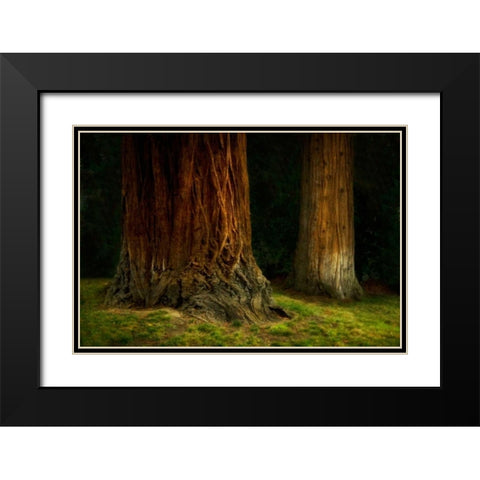 Ancient Forest IV Black Modern Wood Framed Art Print with Double Matting by Geyman, Vitaly