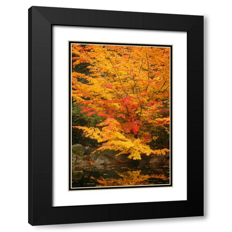 Fall Bouquet I Black Modern Wood Framed Art Print with Double Matting by Geyman, Vitaly