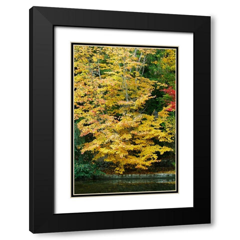 Tree Delicacy II Black Modern Wood Framed Art Print with Double Matting by Geyman, Vitaly