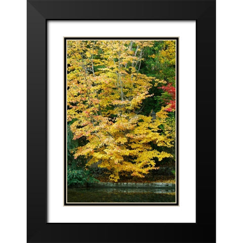 Tree Delicacy II Black Modern Wood Framed Art Print with Double Matting by Geyman, Vitaly