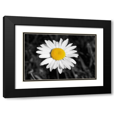 Morning Daisy I Black Modern Wood Framed Art Print with Double Matting by Geyman, Vitaly
