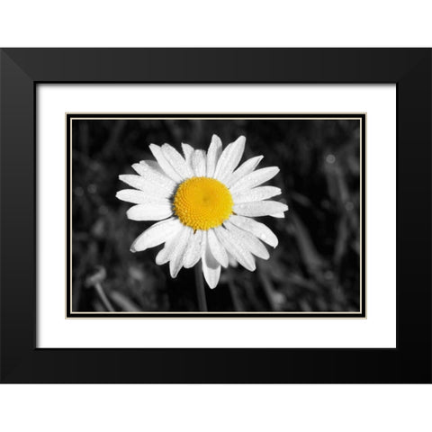 Morning Daisy I Black Modern Wood Framed Art Print with Double Matting by Geyman, Vitaly