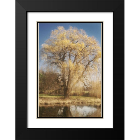 Willow Magic I Black Modern Wood Framed Art Print with Double Matting by Vitaly, Geyman
