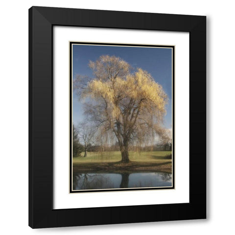 Willow Magic II Black Modern Wood Framed Art Print with Double Matting by Vitaly, Geyman