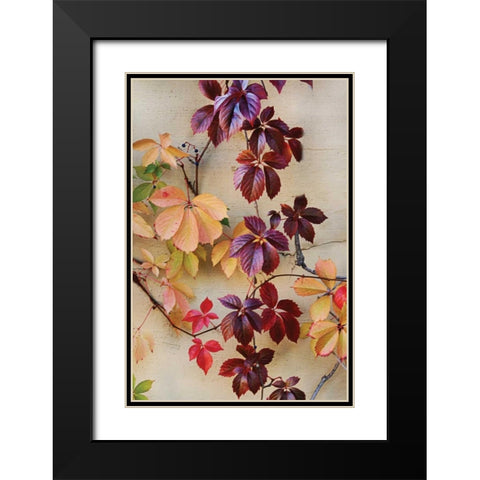Vine Leaf Romance I Black Modern Wood Framed Art Print with Double Matting by Vitaly, Geyman