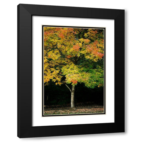 Tree of Life II Black Modern Wood Framed Art Print with Double Matting by Geyman, Vitaly