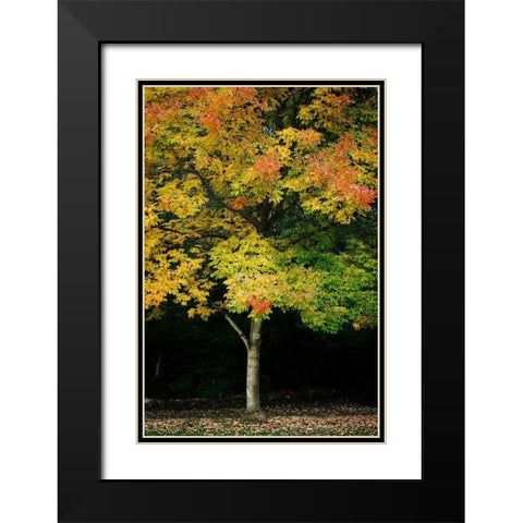 Tree of Life II Black Modern Wood Framed Art Print with Double Matting by Geyman, Vitaly