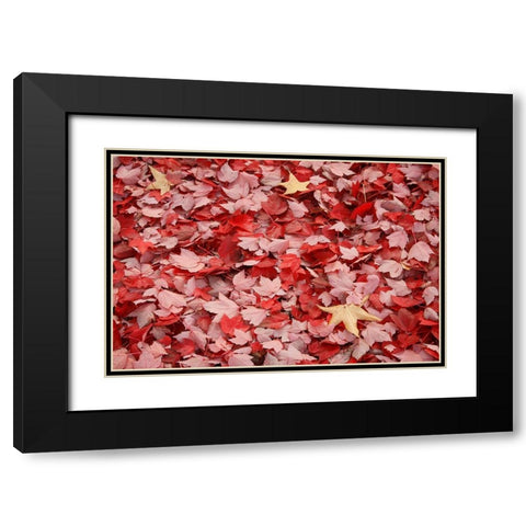 Red Carpet II Black Modern Wood Framed Art Print with Double Matting by Geyman, Vitaly