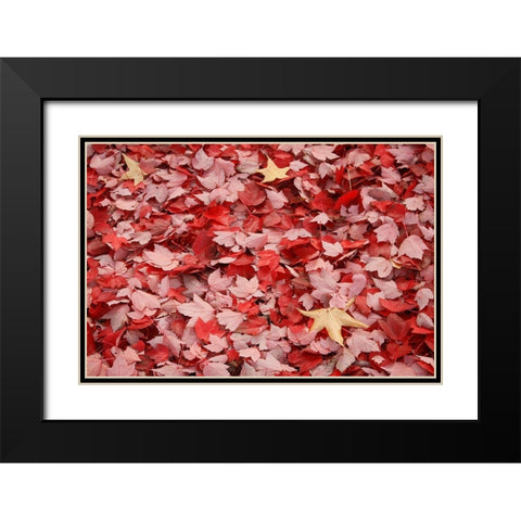 Red Carpet II Black Modern Wood Framed Art Print with Double Matting by Geyman, Vitaly