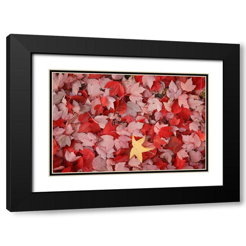 Red Carpet III Black Modern Wood Framed Art Print with Double Matting by Geyman, Vitaly