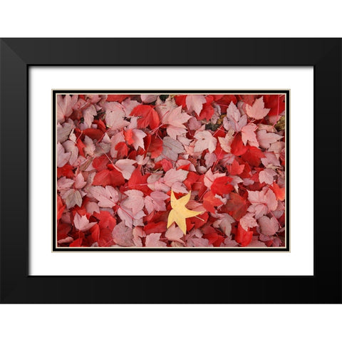 Red Carpet III Black Modern Wood Framed Art Print with Double Matting by Geyman, Vitaly