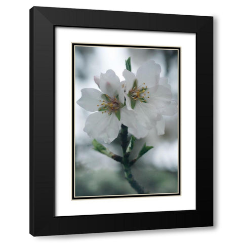 Spring Blossoms II Black Modern Wood Framed Art Print with Double Matting by Geyman, Vitaly